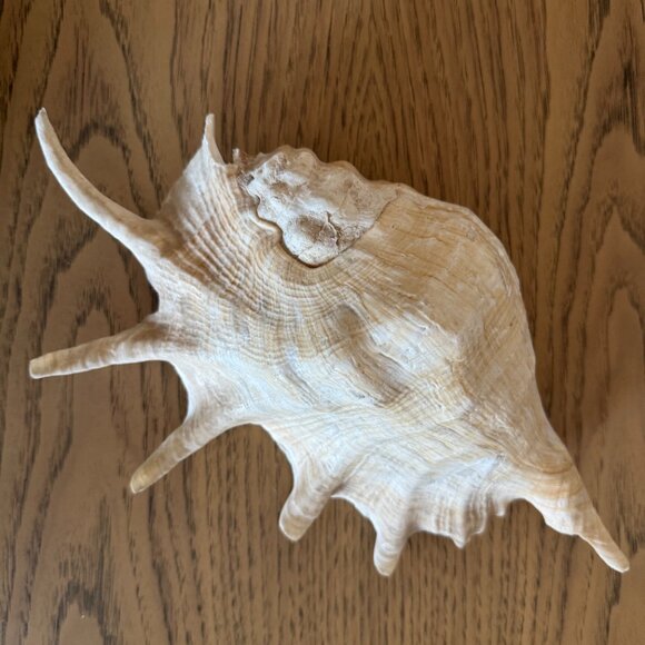 Spider Conch Shell - Picture 7 of 10